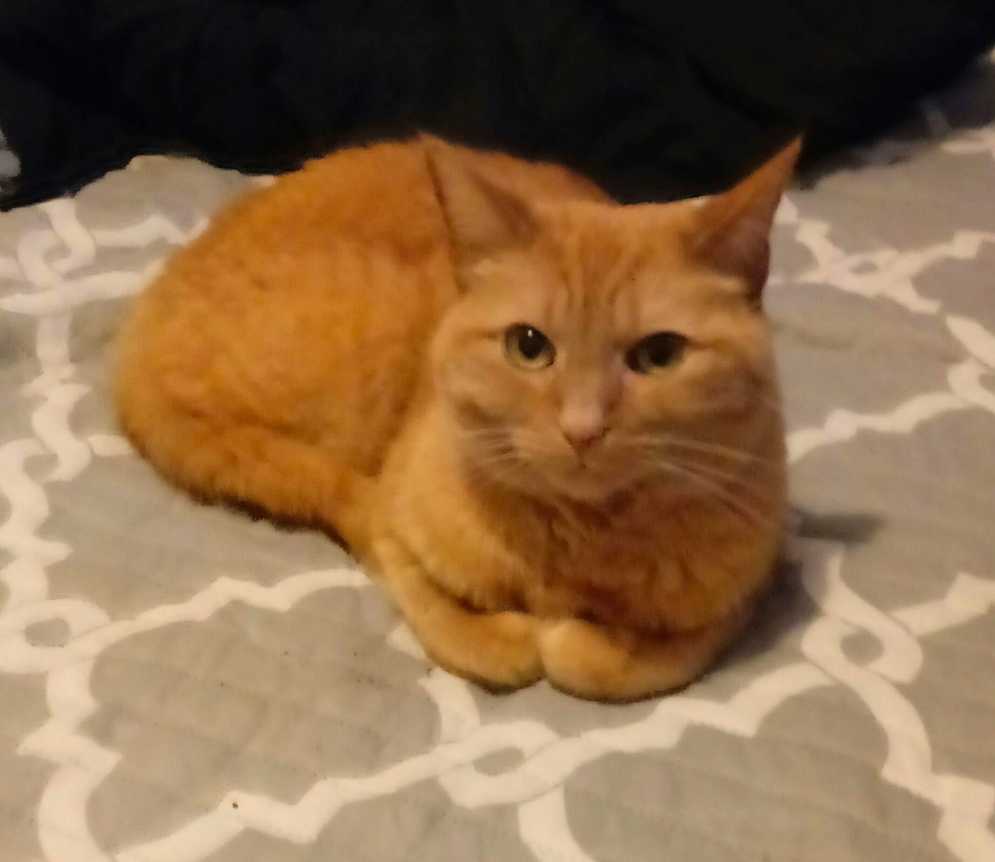 Ginger joined the competition — help win amazing prizes! arabian_mau, asian, carnivore, cat, cymric, domestic_long_haired_cat, domestic_short_haired_cat, european_shorthair, eye, fawn, felidae, fur, german_rex, kitten, mammal, nose, small_to_medium_sized_cats, snout, tabby_cat, whiskers