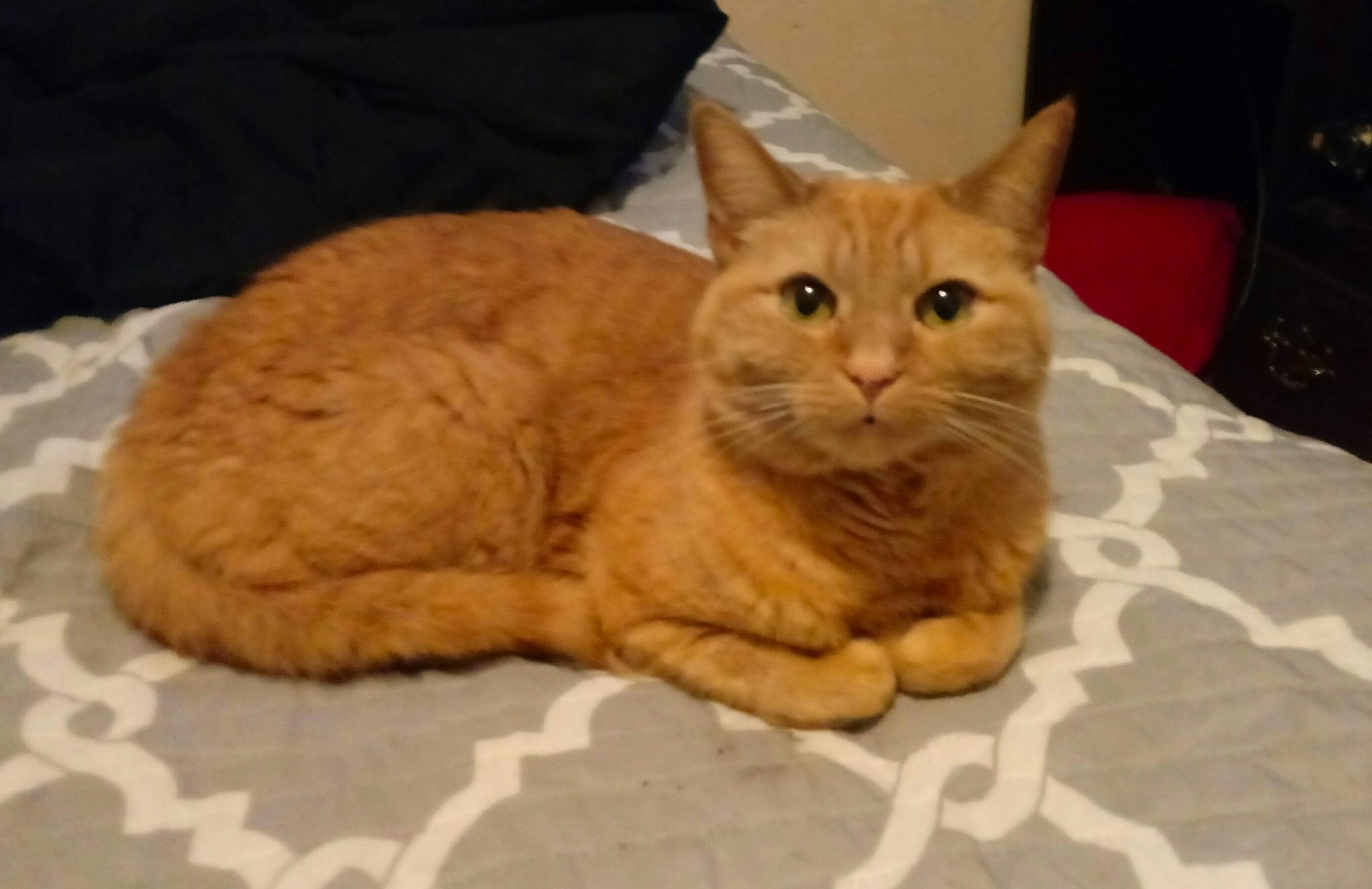 Ginger joined the competition — help win amazing prizes! aegean_cat, arabian_mau, asian, australian_mist, carnivore, cat, claw, domestic_short_haired_cat, european_shorthair, fawn, felidae, german_rex, kitten, mammal, small_to_medium_sized_cats, snout, tabby_cat, vertebrate, whiskers