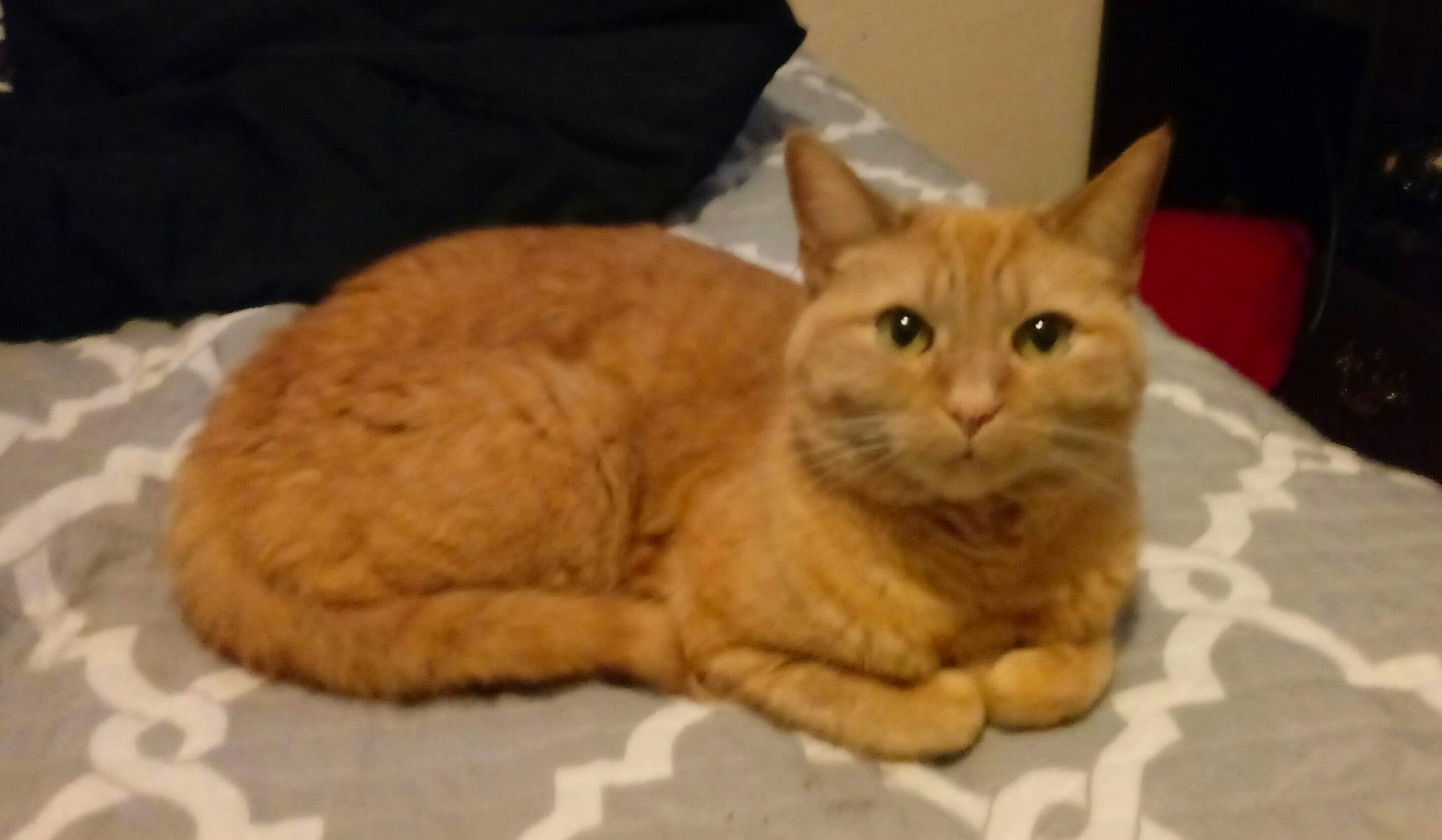 Ginger