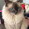 Amir is registered to the contest to win money with this photo: cat, fluffy, long_hair, blue_eyes, sitting, portrait, pet, animal, whiskers, ears, paws, cream_fur, gray_face, indoors, bedroom, laptop, blanket, lamp, furniture, cozy