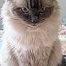 Amir is registered to the contest to win money with this photo: cat, fluffy, long_hair, blue_eyes, white_fur, gray_fur, colorpoint, sitting, portrait, pet, animal, indoors, bedroom, black_platform, pink_blanket, closeup, symmetrical, alert, whiskers, ears