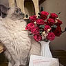 cat, fluffy_cat, long_hair, blue_eyes, pet, animal, roses, red_flowers, bouquet, flower_vase, preserved_flowers, flower_card, indoor, home, cat_tree, sitting, portrait, fur, decor, cozy