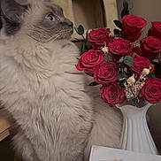 Amir joined the competition — help win amazing prizes! cat, fluffy, longhaired, blue_eyes, sitting, roses, flowers, bouquet, vase, red_flowers, indoor, home, cat_tree, table, lace, card, portrait, pet, cozy, decor