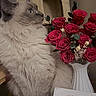 cat, fluffy, longhaired, blue_eyes, sitting, roses, flowers, bouquet, vase, red_flowers, indoor, home, cat_tree, table, lace, card, portrait, pet, cozy, decor