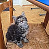 blue_mat, cat, chair, curious, cute, domestic_animal, ears, eyes, feline, floor_tiles, fur, home, indoor, kitten, pet, sitting, table, whiskers, wooden_chair, woven_seat