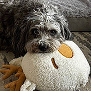 Toki is registered to the contest to win money with this photo: animal, carpet, comfort, cozy, cute, dog, face, floor, fur, gray_fur, home, indoor, lying_down, pet, plush_toy, relaxed, resting, soft_texture, stuffed_animal, toy