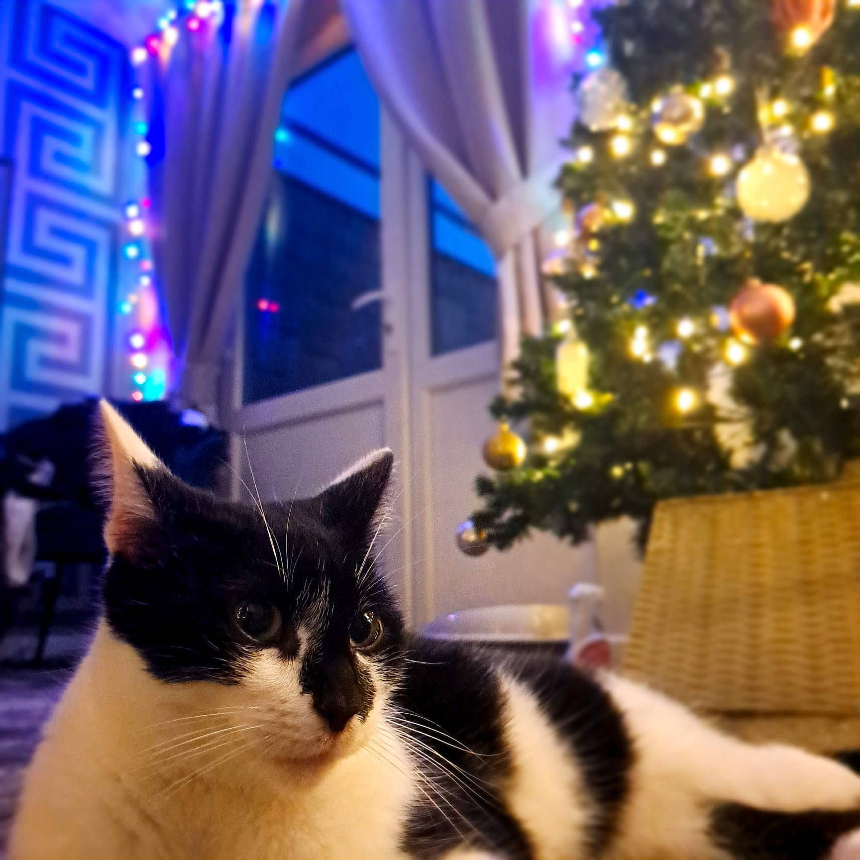 Eleven is registered to the contest to win money with this photo: carnivore, cat, christmas_decoration, christmas_ornament, christmas_tree, cloud, decoration, event, felidae, interior_design, light, lighting, ornament, plant, sky, small_to_medium_sized_cats, tail, tree, whiskers, window