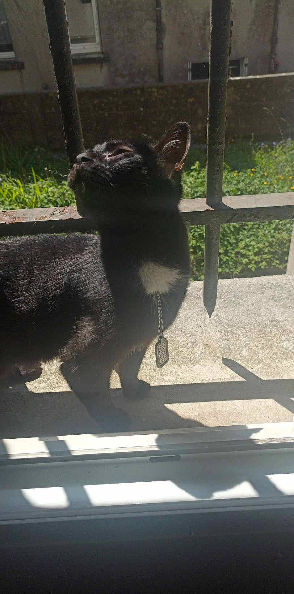 Ma'Isha participe au concours pour gagner de l'argent avec cette photo : black_cat, bombay, carnivore, cat, dog_breed, domestic_short_haired_cat, fawn, felidae, fur, grass, plant, shade, shadow, small_to_medium_sized_cats, snout, tail, terrestrial_animal, tints_and_shades, whiskers, window