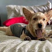 Ziggy is registered to the contest to win money with this photo: animal, bed, blanket, canine, cozy, cute, dog, domestic, ears, fur, home, indoor, lying_down, mouth_open, pet, pillow, relaxing, resting, shirt, sleepy