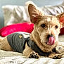 Ziggy joined the competition — help win amazing prizes! animal, bed, blanket, canine, closeup, cozy, cute, dog, ears, expression, fur, indoor, lying_down, pet, pillow, resting, sleepwear, soft, tongue, tongue_out