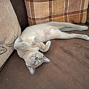 Skye is registered to the contest to win money with this photo: animal, beige, brown, cat, couch, cozy, curious, cushion, cute, domestic_animal, feline, fur, indoor, lying_down, pet, relaxed, resting, sofa, whiskers, yellow_eyes