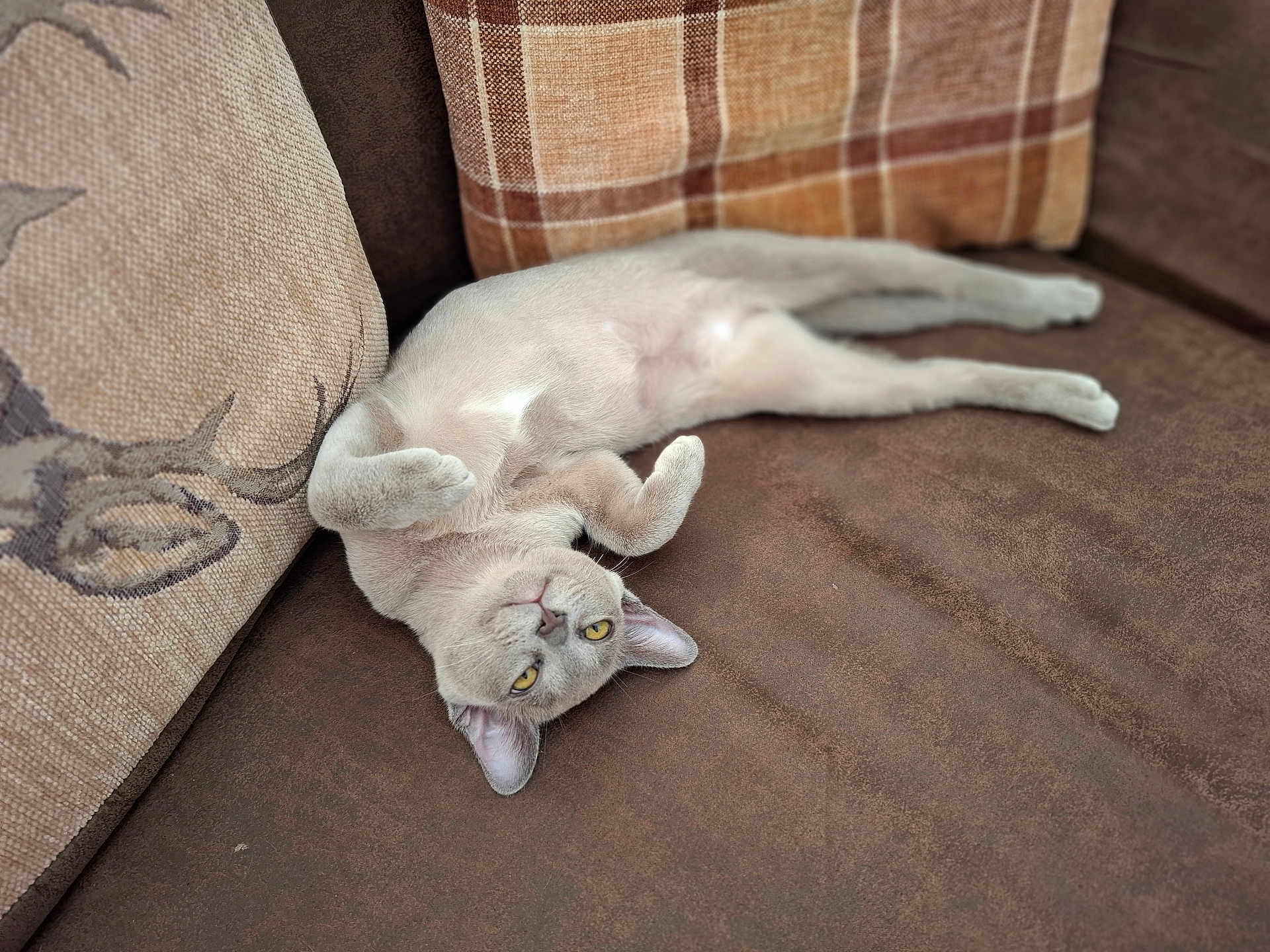 Skye