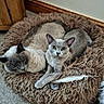 animal, carpet, cat, companion, cozy, curious, cute, domestic, feather, feline, fluffy, home, indoor, pet_bed, relaxed, resting, sleeping, soft, two_cats, wooden_furniture