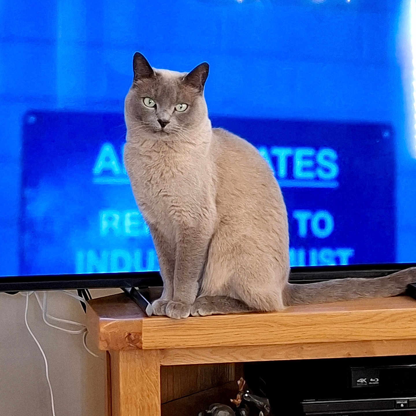 Lucy joined the competition — help win amazing prizes! cat, gray_cat, feline, wooden_furniture, tv_stand, television, blue_background, indoor, decorative_figurines, electronics, cables, sitting, looking_at_camera, pets, home_interior, animal, domestic_cat, table, wood, furniture