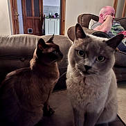 Lucy is registered to the contest to win money with this photo: cat, cats, indoor, couch, sofa, person, man, furniture, door, clock, living_room, pet, animal, closeup, brown_cat, gray_cat, relaxed, portrait, home, seated