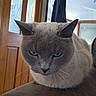 Lucy is registered to the contest to win money with this photo: cat, grey_cat, animal, pet, indoor, feline, ears, whiskers, fur, closeup, sofa, couch, door, coat, house, home_interior, window, reflection, looking_down, serious