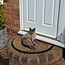 Lucy joined the competition — help win amazing prizes! cat, doormat, door, brick_wall, potted_plant, sunlight, outdoor, animal, pet, relaxing, home, entrance, shadow, step, fur, quiet, calm, gray_cat, resting, nature