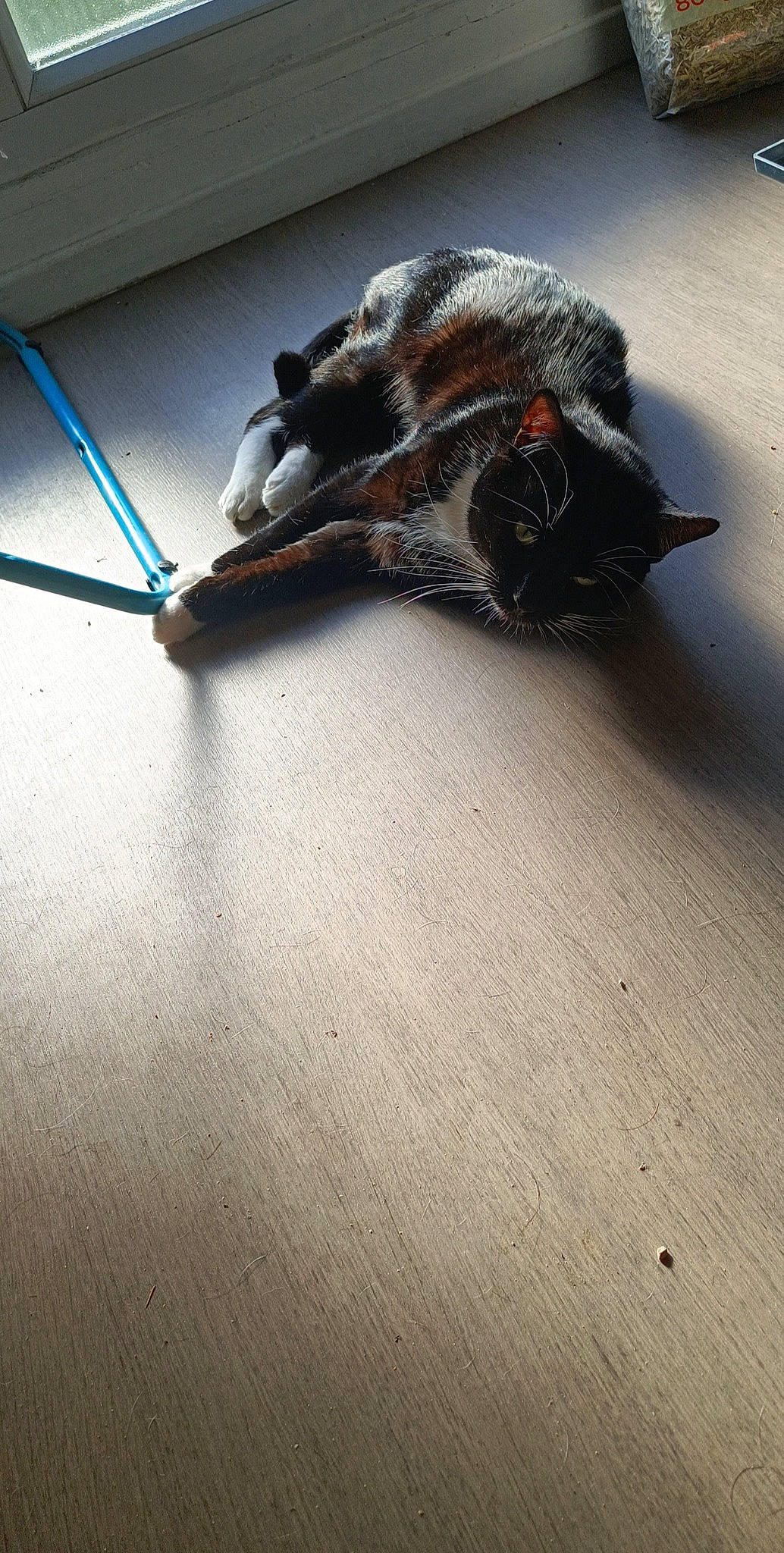 Gipsy participe au concours pour gagner de l'argent avec cette photo : asphalt, bat, claw, floor, flooring, foot, fur, grey, hardwood, household_cleaning_supply, human_leg, laminate_flooring, metal, paw, road_surface, shadow, snout, tail, wood, wood_flooring