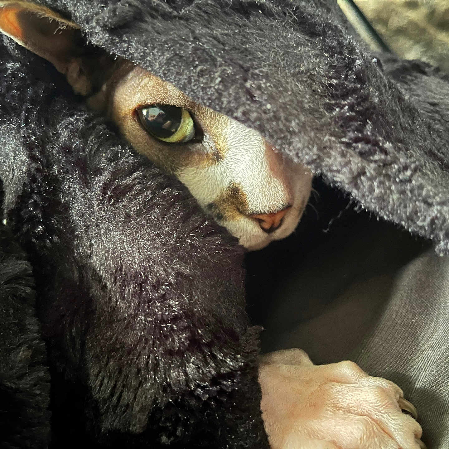 Alphie