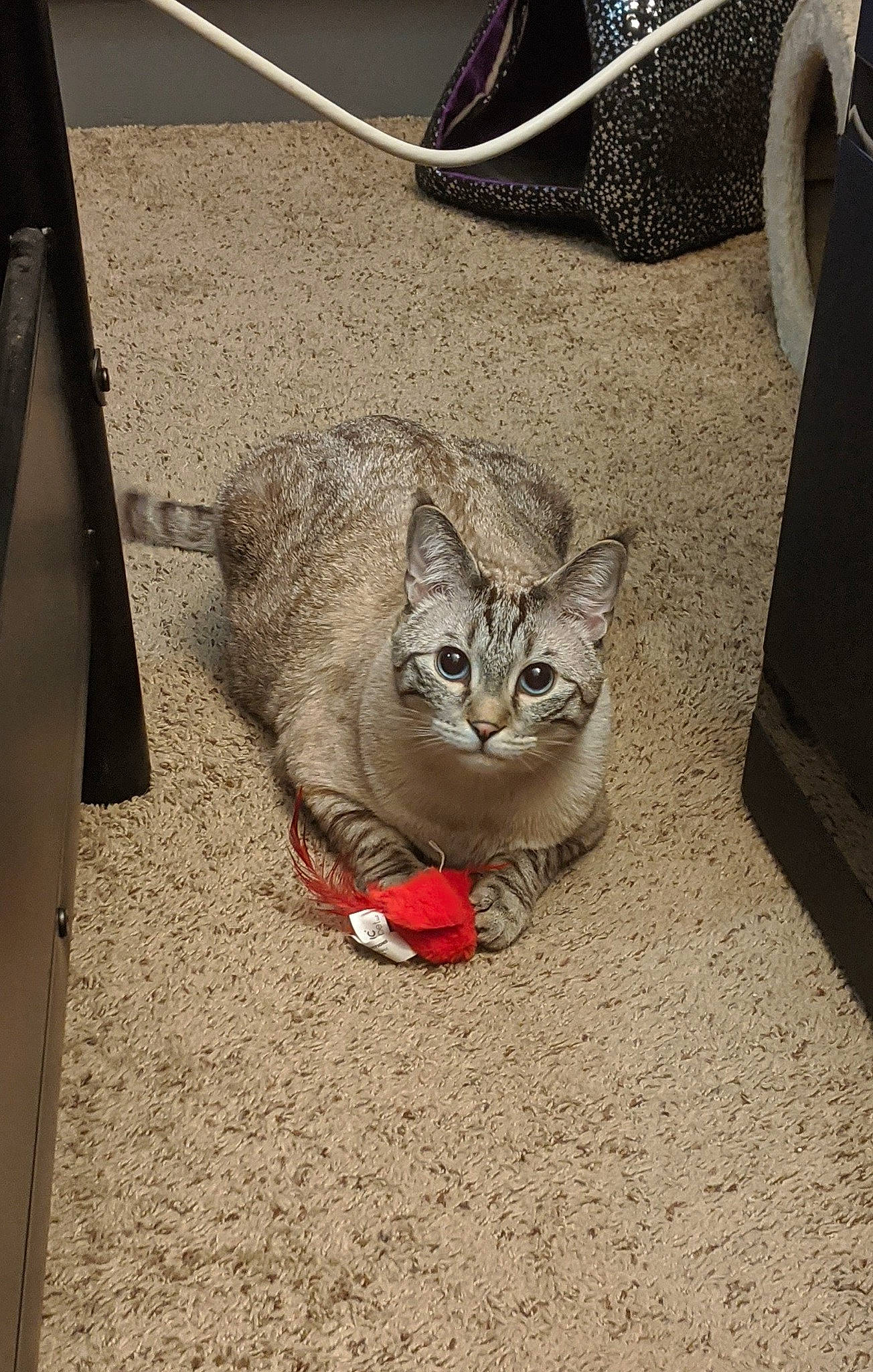 Cloud joined the competition — help win amazing prizes! carnivore, cat, comfort, domestic_short_haired_cat, felidae, floor, flooring, foot, fur, grey, human_leg, metal, paw, road_surface, sitting, small_to_medium_sized_cats, snout, tail, terrestrial_animal, whiskers