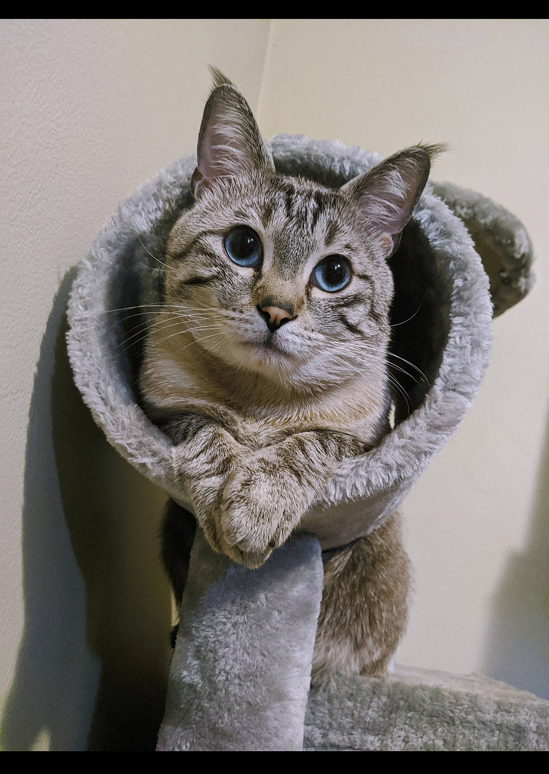 Cloud joined the competition — help win amazing prizes! art, carnivore, cat, domestic_short_haired_cat, door, felidae, fur, grey, paw, photo_caption, small_to_medium_sized_cats, snout, tail, whiskers, window, winter