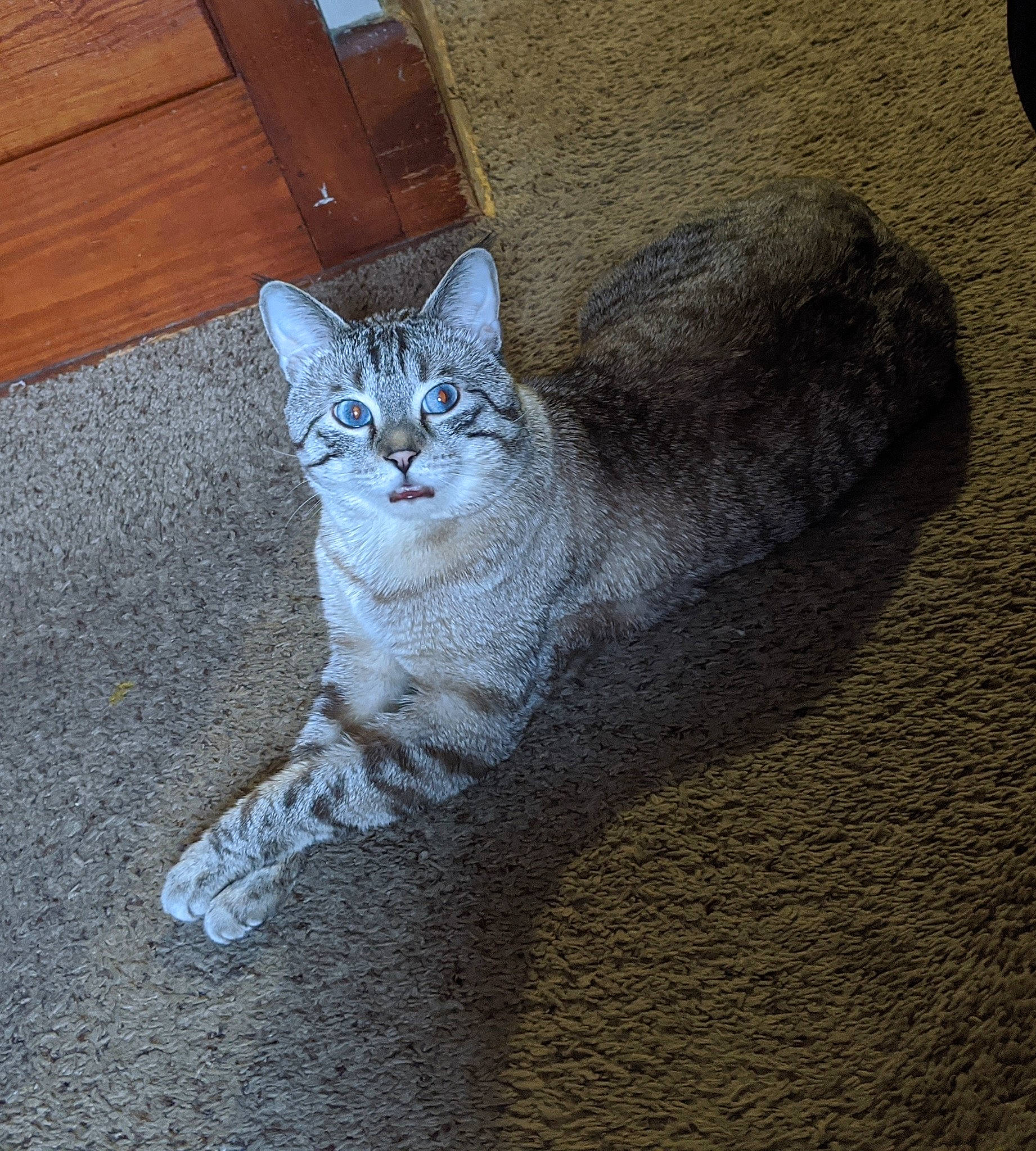 Cloud joined the competition — help win amazing prizes! carnivore, cat, domestic_short_haired_cat, door, eye, fawn, felidae, flooring, fur, grey, hardwood, paw, road_surface, sitting, small_to_medium_sized_cats, snout, tail, terrestrial_animal, whiskers, wood