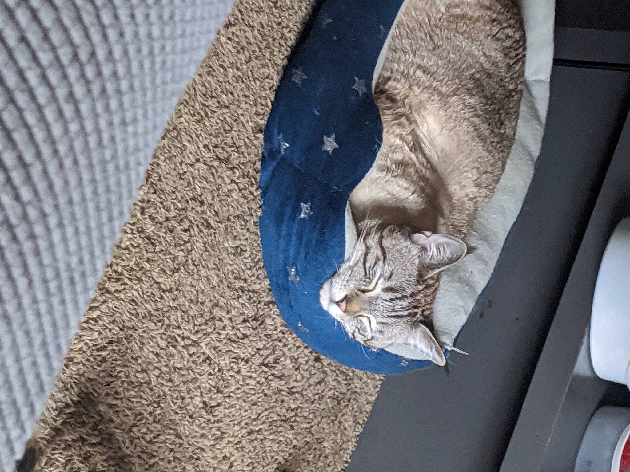 Cloud joined the competition — help win amazing prizes! art, automotive_tire, azure, carving, cat, classical_sculpture, electric_blue, felidae, grey, monument, pattern, plant, relief, rock, sculpture, small_to_medium_sized_cats, statue, water, wildlife, wood