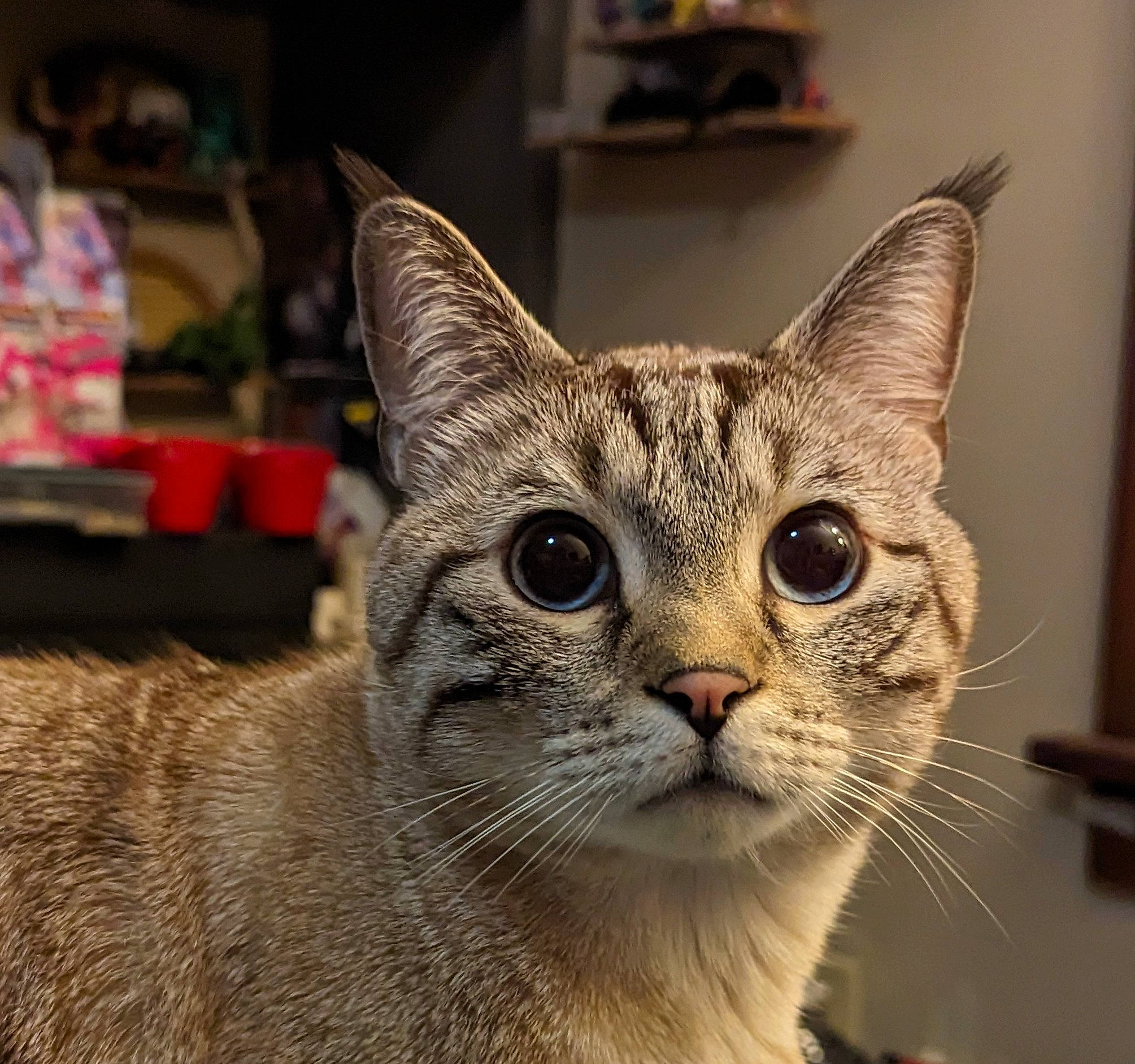 Cloud joined the competition — help win amazing prizes! carnivore, cat, cat_supply, close_up, domestic_short_haired_cat, felidae, fur, paw, small_to_medium_sized_cats, snout, terrestrial_animal, whiskers, wildlife, window