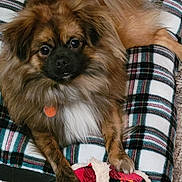 Levi joined the competition — help win amazing prizes! dog, plaid, bed, toy, slipper, fur, brown, black, pet, animal, indoor, cozy, resting, carpet, holiday, christmas, cute, mammal, paw, furry