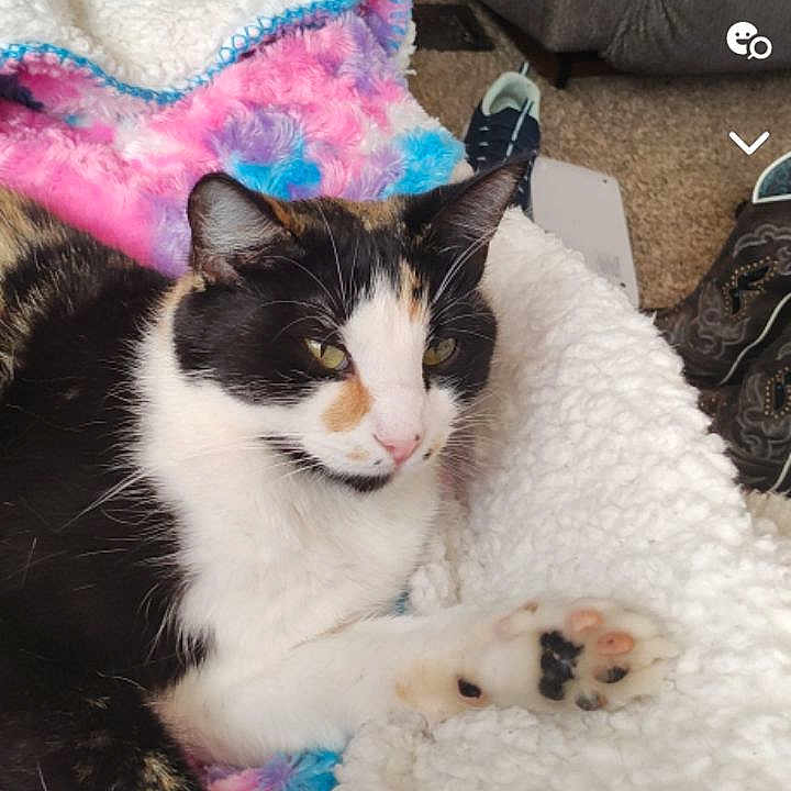 Lucky is registered to the contest to win money with this photo: animal, blanket, cat, clothing, coat, computerhardware, couch, cushion, electronics, furniture, hardware, homedecor, kitten, monitor, person, pet, phone, screen, sleeping, text