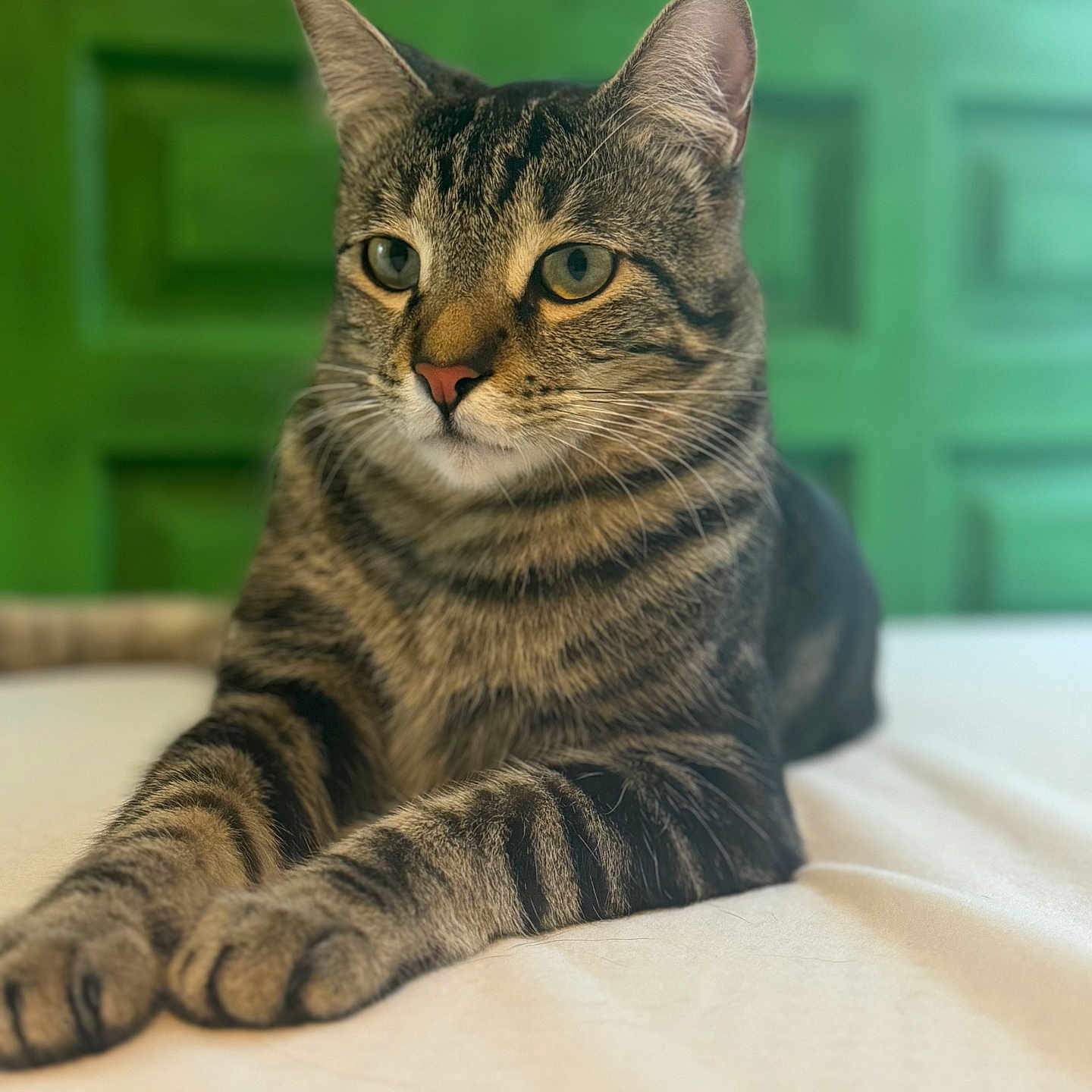 Bert is registered to the contest to win money with this photo: animal, cat, closeup, cute, ears, feline, fur, green_background, home, indoor, mammal, paws, pet, portrait, relaxed, resting, soft_light, striped, tabby, whiskers