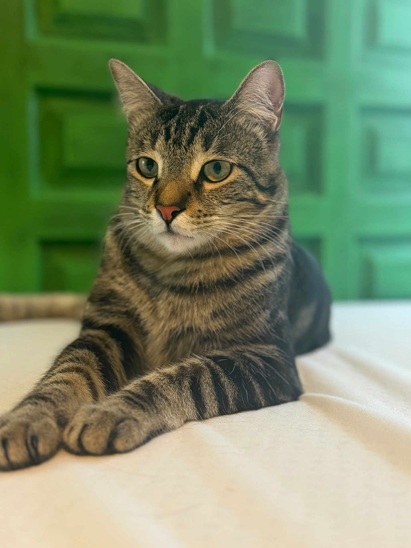 Bert is registered to the contest to win money with this photo: cat, tabby, pet, animal, feline, whiskers, ears, paws, fur, striped, indoor, resting, closeup, portrait, mammal, cute, relaxed, home, green_background, soft_light
