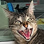 Bert joined the competition — help win amazing prizes! cat, tabby, animal, pet, mouth_open, teeth, whiskers, ears, feline, close_up, indoor, tongue, fur, green_eyes, face, expressive, domestic_cat, sharp_teeth, looking, funny_face