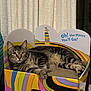 Bert is registered to the contest to win money with this photo: cat, tabby_cat, cardboard_chair, colorful, striped, relaxed, indoor, furniture, pet, animal, cute, resting, eyes, whiskers, paws, box, illustration, text, curtain, home
