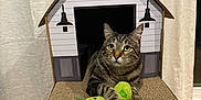 Bert is registered to the contest to win money with this photo: cat, tabby_cat, cardboard_house, toy, plush_toy, green_toy, indoor, curtains, floor, pet, feline, animal, cute, cozy, relaxed, playful, home, domestic, striped, whiskers