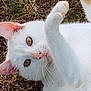 cat, white_cat, animal, pet, fur, whiskers, outdoor, grass, soil, paw, eyes, curious, closeup, nature, mammal, cute, face, playful, young_cat, nose
