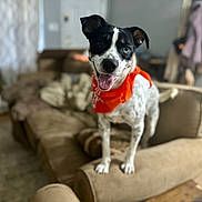 Pogo is registered to the contest to win money with this photo: dog, bandana, orange, living_room, couch, furniture, pet, happy, tongue_out, black_and_white, domestic_animal, indoor, carpet, blurred_background, home, cute, canine, standing, animal, smiling