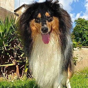 Handy a rejoint le concours — aidez-le/la à gagner de superbes lots ! canidae, carnivore, cloud, collie, companion_dog, dog, dog_breed, fur, grass, herding_dog, pet_supply, plant, rough_collie, scotch_collie, shetland_sheepdog, sky, snout, sporting_group, tree, working_dog
