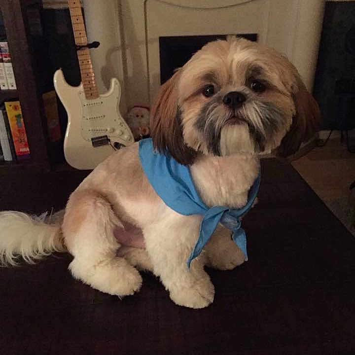 Max is registered to the contest to win money with this photo: animal, bandana, brown, calm, companion, cute, decor, dog, domestic, fur, furniture, guitar, household, indoor, living_room, pet, portrait, sitting, table, white