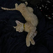 Milo joined the competition — help win amazing prizes! animal, blanket, cat, collar, comfort, cozy, cute, dark_background, domestic_cat, feline, fur, indoor, nap, orange_cat, pet, relaxed, resting, sleeping, soft, yellow_collar