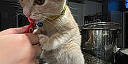 Milo is registered to the contest to win money with this photo: animal, blue_bell, cat, close_up, curious, domestic_cat, feline, granite_countertop, hand, household, human_interaction, indoor, kitchen, kitchen_counter, kitten, licking, pet, small_paw, stainless_steel_pot, yellow_collar