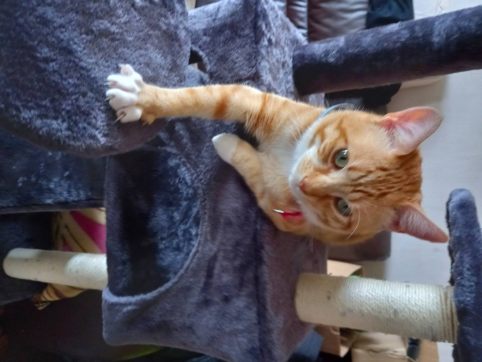 Ruben a rejoint le concours — aidez-le/la à gagner de superbes lots ! art, carnivore, cat, claw, devon_rex, domestic_short_haired_cat, fawn, felidae, fur, paw, plant, sitting, small_to_medium_sized_cats, snout, tail, tree, trunk, whiskers, window, wood