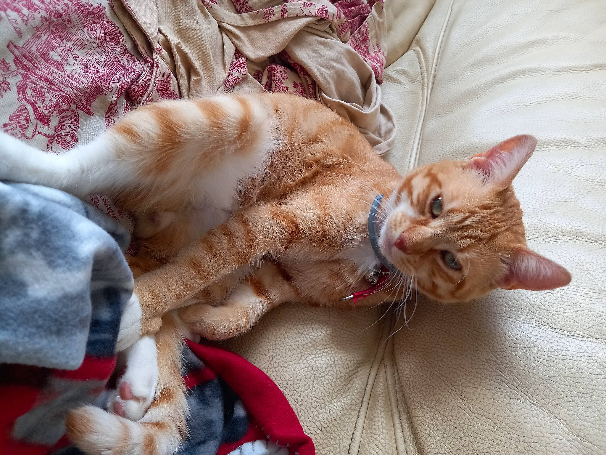 Ruben a rejoint le concours — aidez-le/la à gagner de superbes lots ! carnivore, cat, claw, comfort, domestic_short_haired_cat, fawn, felidae, fur, nap, paw, small_to_medium_sized_cats, tail, whiskers