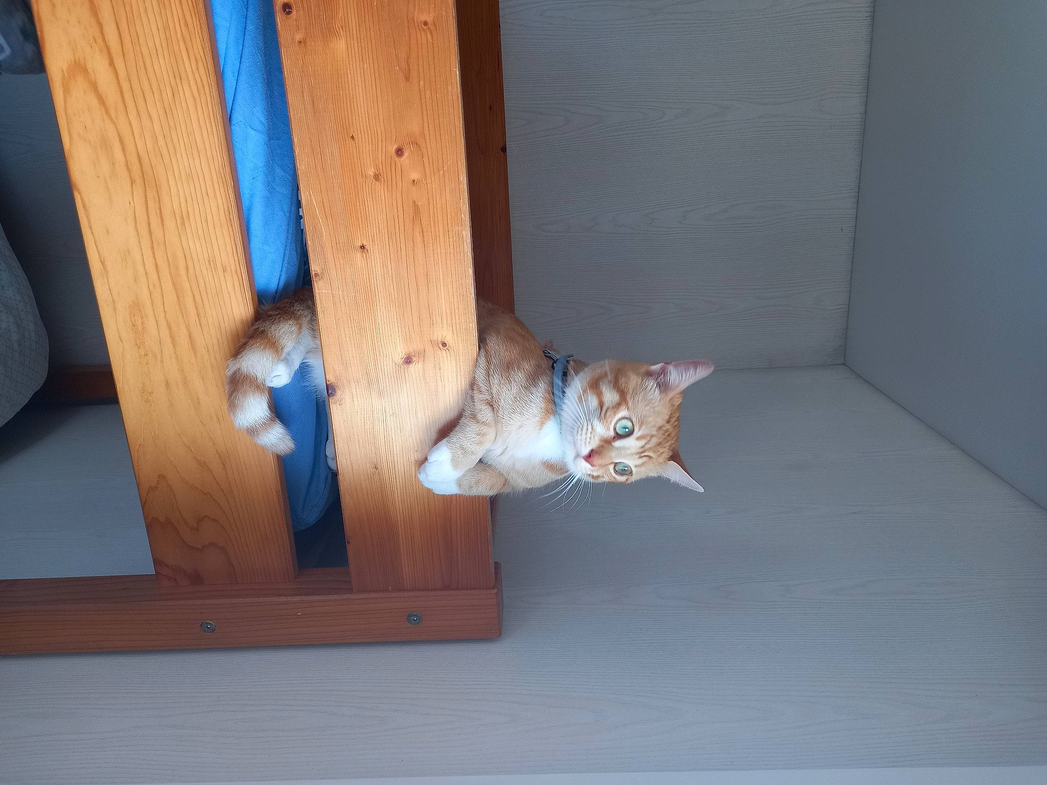 Ruben a rejoint le concours — aidez-le/la à gagner de superbes lots ! carnivore, cat, cat_supply, domestic_short_haired_cat, fawn, felidae, floor, flooring, fur, hardwood, plank, plywood, room, small_to_medium_sized_cats, tail, varnish, whiskers, window, wood, wood_stain