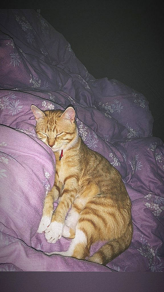 Ruben a rejoint le concours — aidez-le/la à gagner de superbes lots ! art, carnivore, cat, claw, comfort, darkness, domestic_short_haired_cat, fawn, felidae, fur, linens, nap, paw, sleep, small_to_medium_sized_cats, snout, tail, terrestrial_animal, whiskers, wildlife