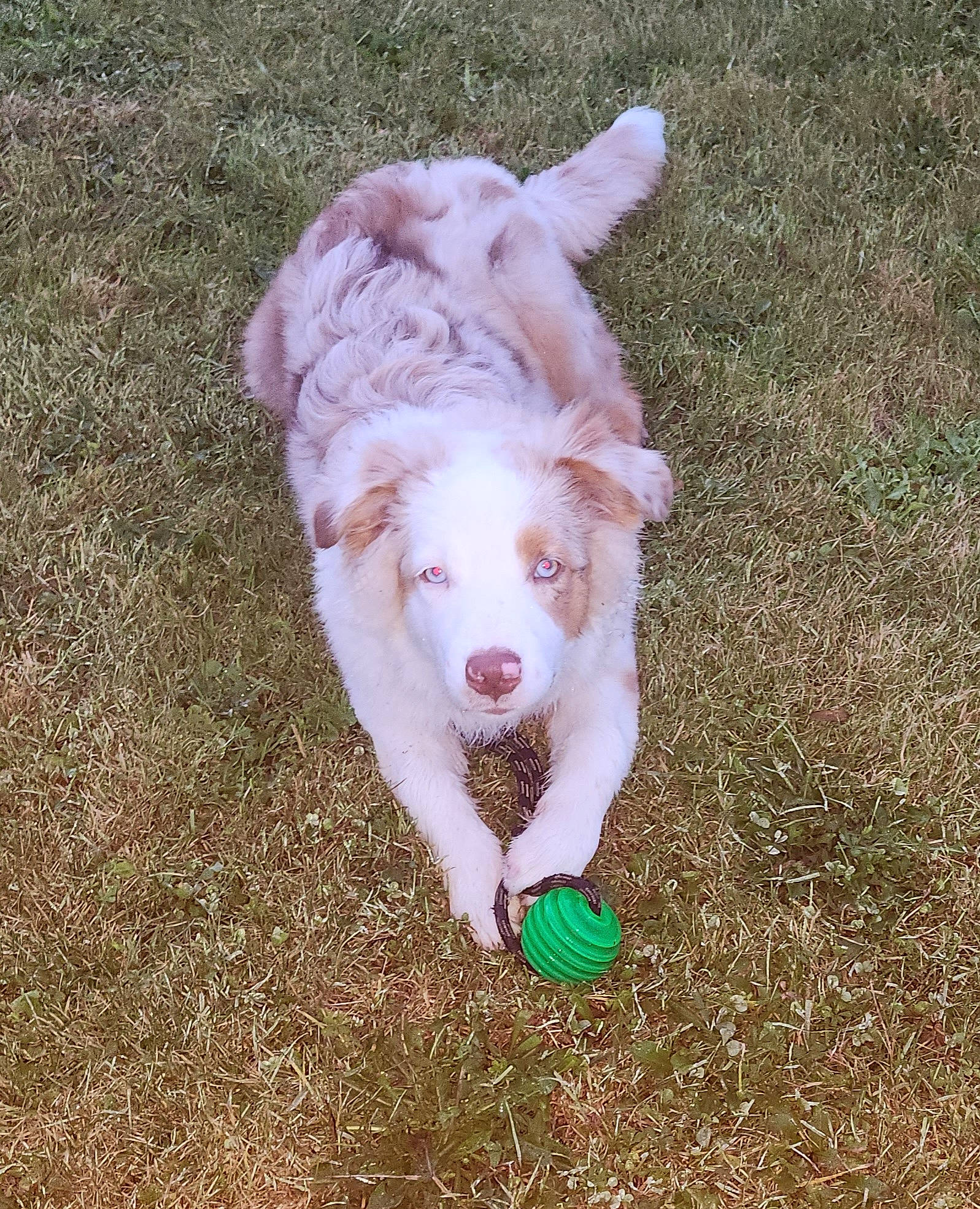 Ubane a rejoint le concours — aidez-le/la à gagner de superbes lots ! canidae, carnivore, companion_dog, dog, dog_breed, fawn, foot, fur, grass, happy, herding_dog, human_leg, paw, snout, soil, tail, terrestrial_animal, working_animal