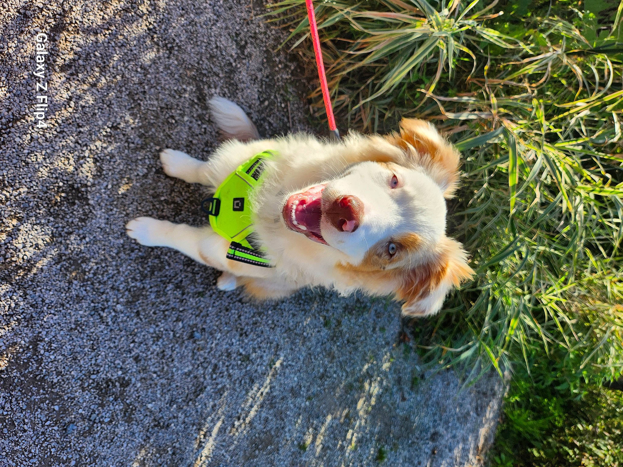 Ubane participe au concours pour gagner de l'argent avec cette photo : big_cats, canidae, carnivore, companion_dog, dog, dog_breed, dog_supply, fawn, felidae, fur, grass, plant, snout, soil, sporting_group, tail, terrestrial_animal, toy, whiskers, wildlife