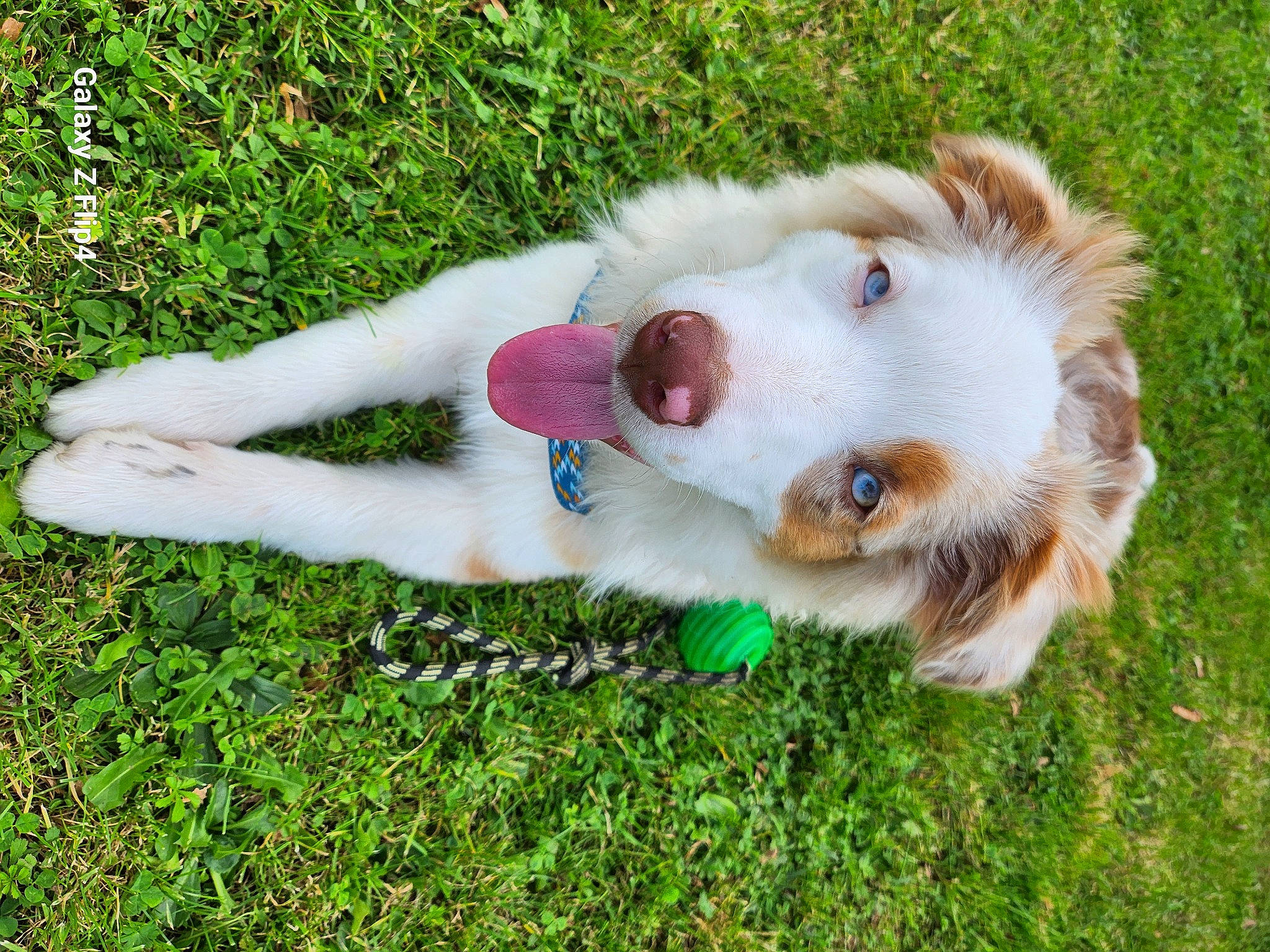 Ubane a rejoint le concours — aidez-le/la à gagner de superbes lots ! carnivore, collar, companion_dog, dog, dog_breed, dog_clothes, dog_collar, dog_supply, fawn, fur, german_spitz, grass, herding_dog, leash, pet_supply, shetland_sheepdog, snout, tail, whiskers, working_animal