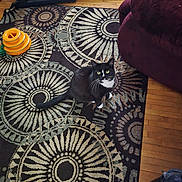 Petrie is registered to the contest to win money with this photo: animal, black_and_white, cat, chair, curious, domestic_cat, floor, furniture, green_eyes, home, indoor, living_room, looking_up, patterned_rug, pet, rug, tail, treadmill, whiskers, wooden_floor