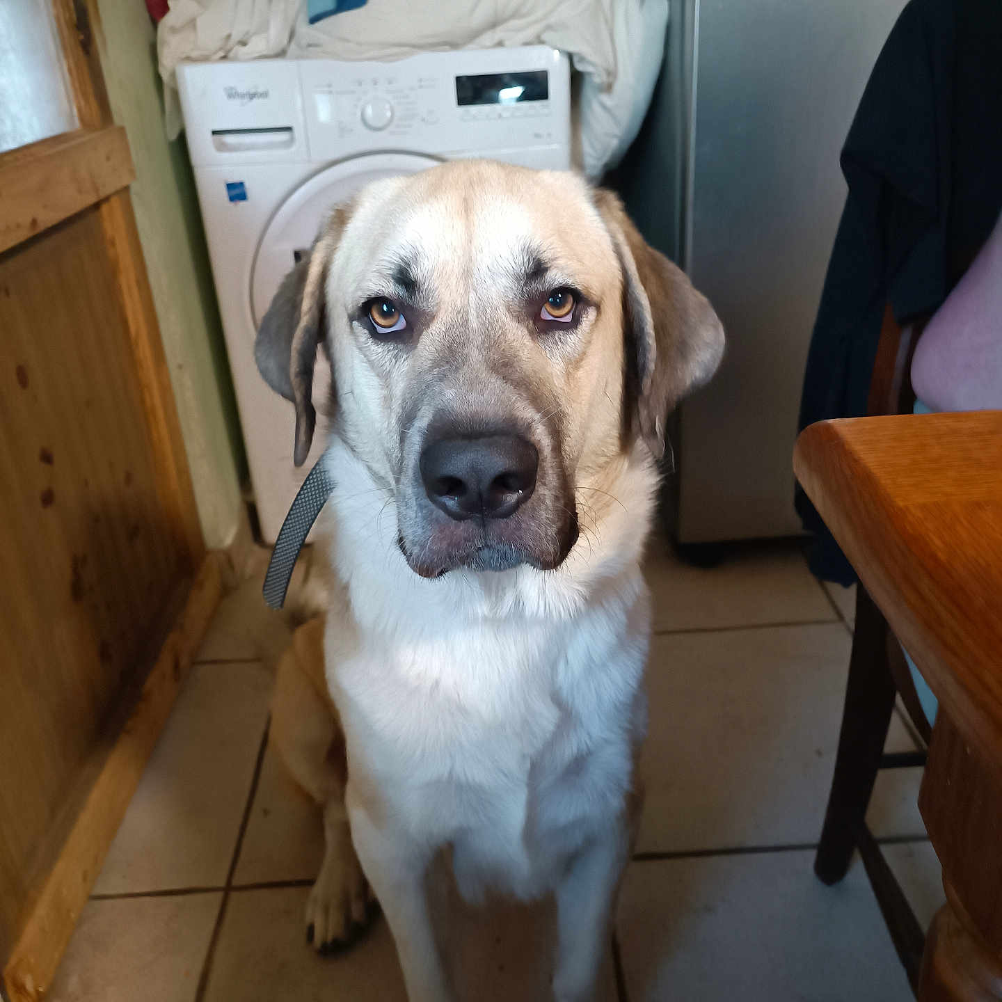 Dastan a rejoint le concours — aidez-le/la à gagner de superbes lots ! adult, animal, appliance, canine, device, dog, electricaldevice, female, hardwood, hound, indoors, interiordesign, labradorretriever, laundry, person, pet, plywood, washer, woman, wood